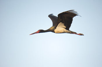stork